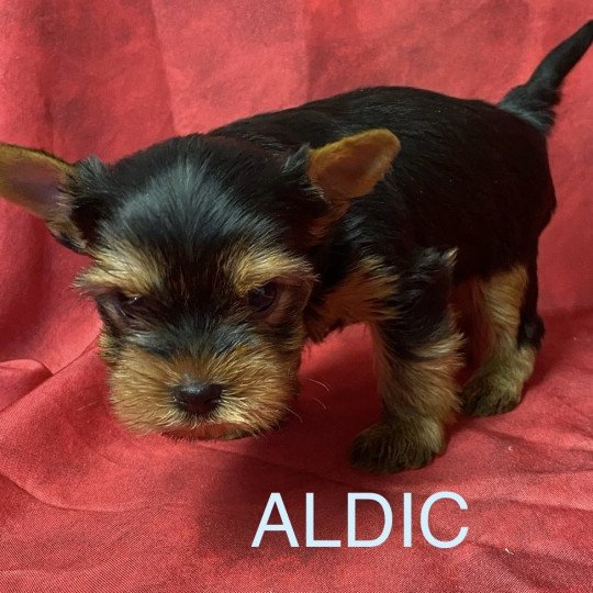 chiot Yorkshire terrier ALDIC york Domaine de la Chantelaie  