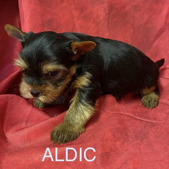 chiot Yorkshire terrier ALDIC york Domaine de la Chantelaie  