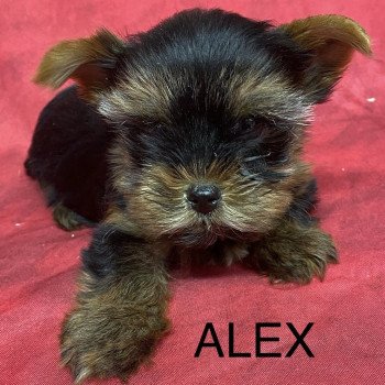 ALEX york. Mâle Yorkshire terrier