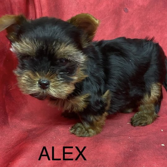 chiot Yorkshire terrier ALEX york. Domaine de la Chantelaie  