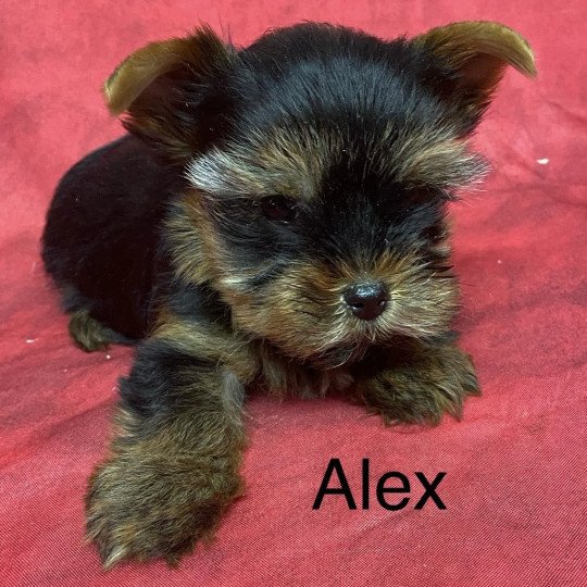 chiot Yorkshire terrier ALEX york. Domaine de la Chantelaie  