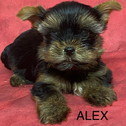 chiot Yorkshire terrier ALEX york. Domaine de la Chantelaie  