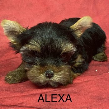 ALEXA york Femelle Yorkshire terrier