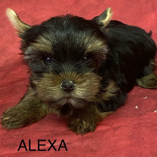 chiot Yorkshire terrier ALEXA york Domaine de la Chantelaie  