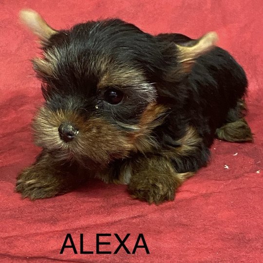 chiot Yorkshire terrier ALEXA york Domaine de la Chantelaie  