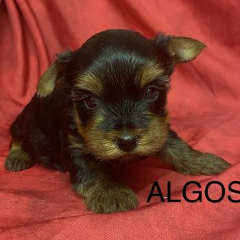 ALGOS York à réserver Mâle Yorkshire terrier