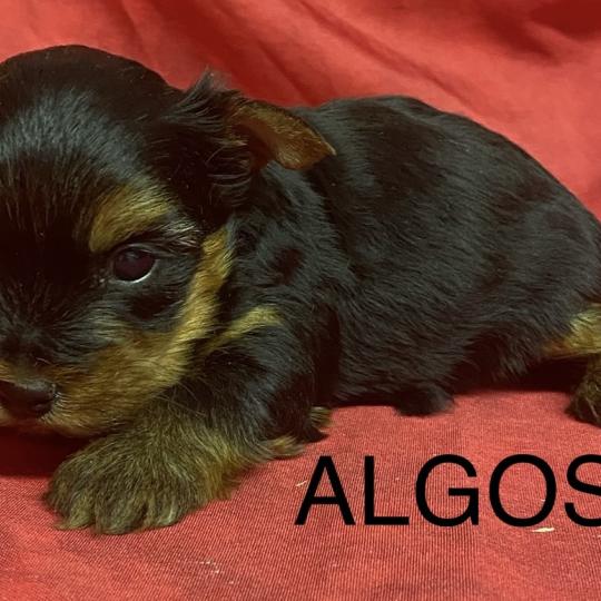 chiot Yorkshire terrier ALGOS York à réserver Domaine de la Chantelaie  