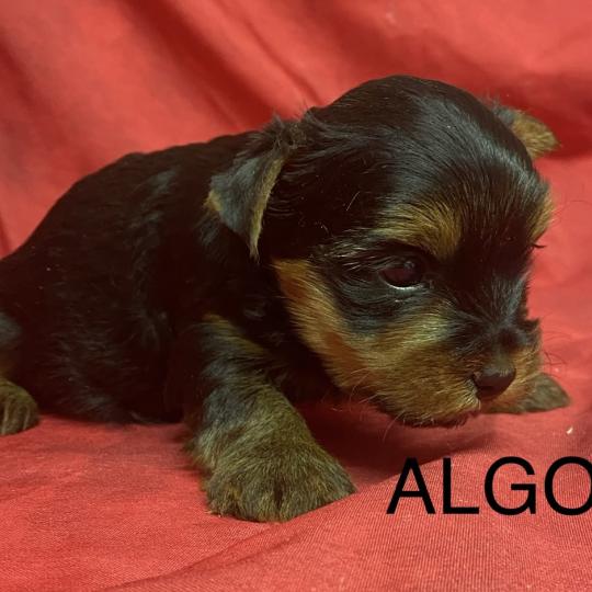 chiot Yorkshire terrier ALGOS York à réserver Domaine de la Chantelaie  