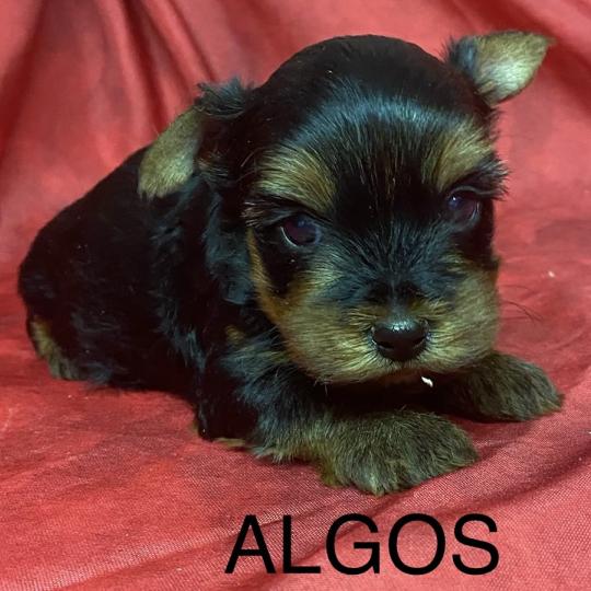 chiot Yorkshire terrier ALGOS York à réserver Domaine de la Chantelaie  