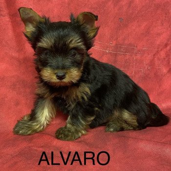 ALVARO york Mâle Yorkshire terrier