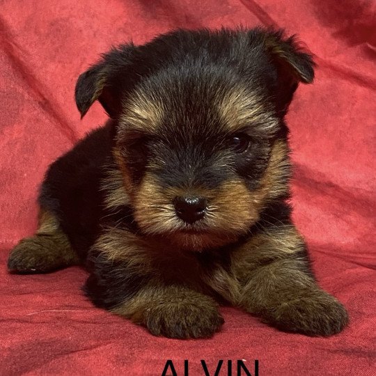 chiot Yorkshire terrier ALVIN yorkshire à réserver Domaine de la Chantelaie  