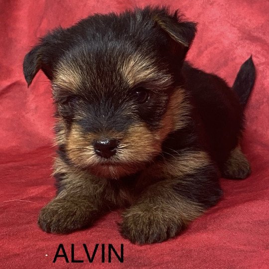 chiot Yorkshire terrier Noir et feu ALVIN yorkshire à réserver Domaine de la Chantelaie  
