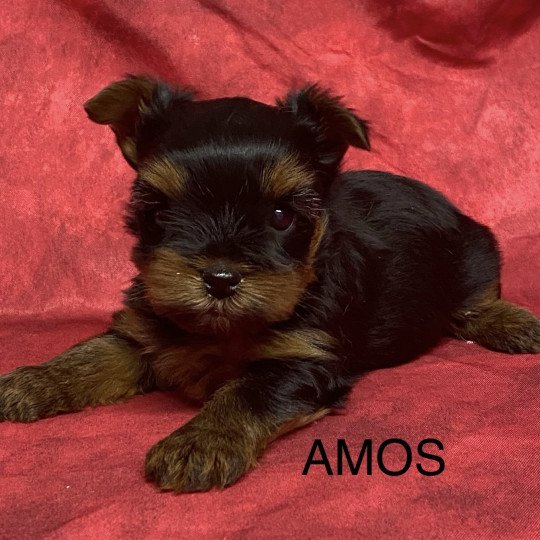 chiot Yorkshire terrier AMOS yorkshire à réserver Domaine de la Chantelaie  