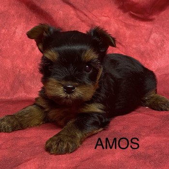 AMOS yorkshire à réserver Mâle Yorkshire terrier