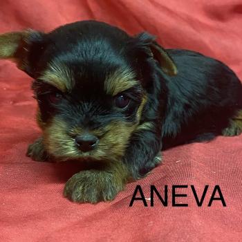 ANEVA York à réserver Femelle Yorkshire terrier