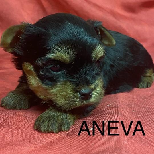 chiot Yorkshire terrier ANEVA York à réserver Domaine de la Chantelaie  