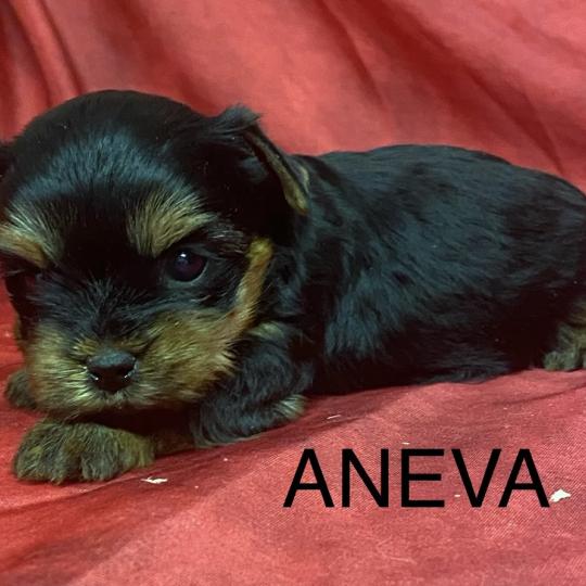 chiot Yorkshire terrier ANEVA York à réserver Domaine de la Chantelaie  
