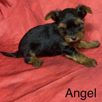 ANGEL york à réserver Mâle Yorkshire terrier
