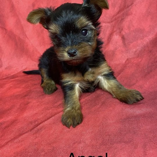 chiot Yorkshire terrier ANGEL york à réserver Domaine de la Chantelaie  