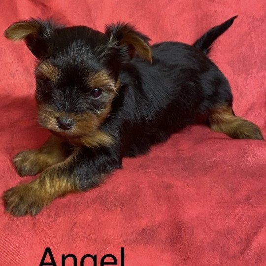 chiot Yorkshire terrier ANGEL york à réserver Domaine de la Chantelaie  