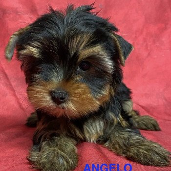 ANGELO york Mâle Yorkshire terrier