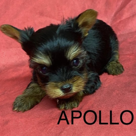chiot Yorkshire terrier APOLO york à réserver Domaine de la Chantelaie  
