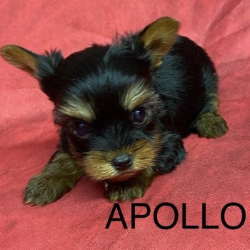 APOLO york à réserver Mâle Yorkshire terrier