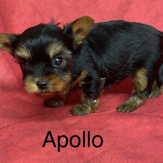 chiot Yorkshire terrier APOLO york à réserver Domaine de la Chantelaie  