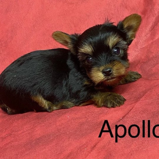 chiot Yorkshire terrier APOLO york à réserver Domaine de la Chantelaie  