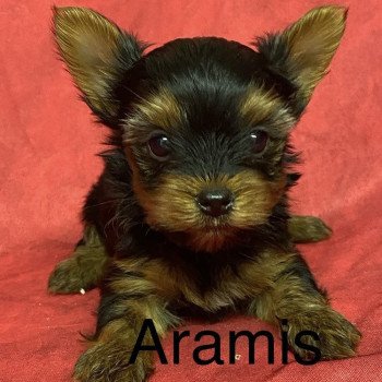 ARAMIS york à réserver Mâle Yorkshire terrier