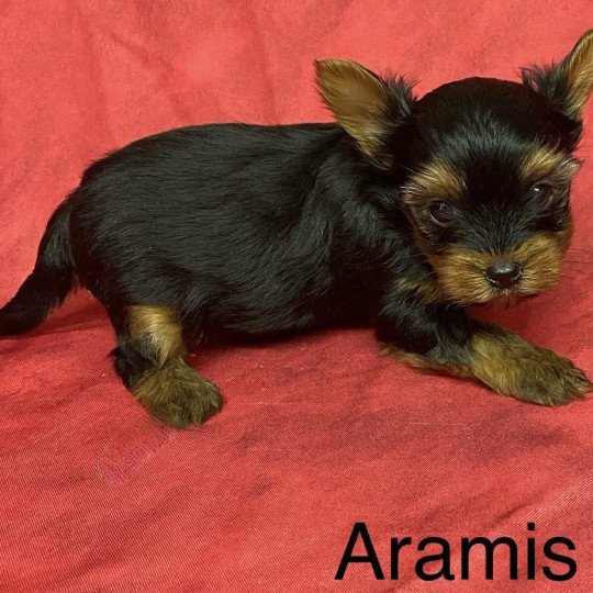 chiot Yorkshire terrier ARAMIS york à réserver Domaine de la Chantelaie  