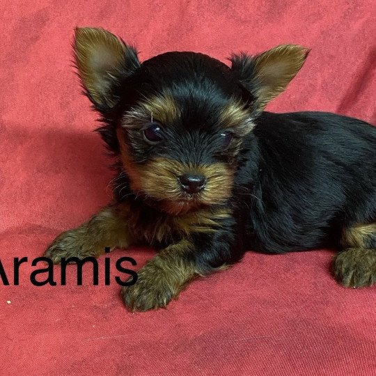chiot Yorkshire terrier ARAMIS york à réserver Domaine de la Chantelaie  