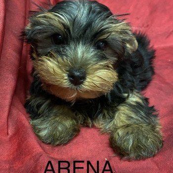 ARENA york Femelle Yorkshire terrier
