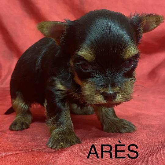 chiot Yorkshire terrier ARÈS York à réserver Domaine de la Chantelaie  