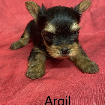 ARGIL york mini Mâle Yorkshire terrier