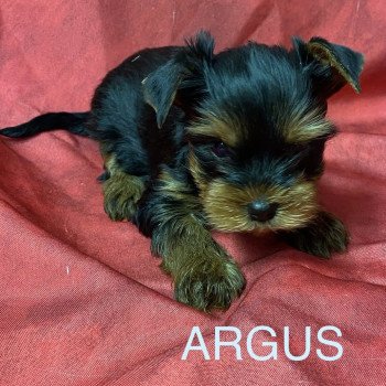 ARGUS york à réserver Mâle Yorkshire terrier