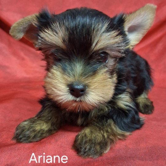 chiot Yorkshire terrier ARIANE yorkshire Domaine de la Chantelaie  