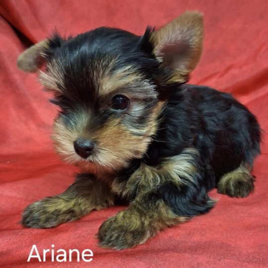 chiot Yorkshire terrier ARIANE yorkshire Domaine de la Chantelaie  