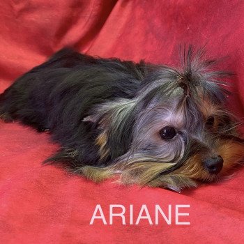 ARIANE yorkshire Femelle Yorkshire terrier
