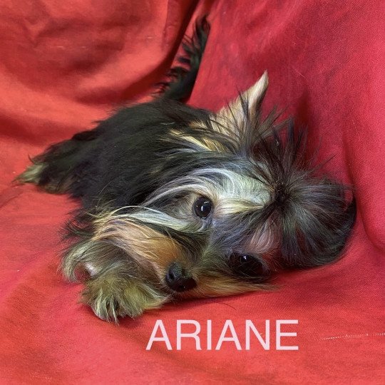 chiot Yorkshire terrier ARIANE yorkshire Domaine de la Chantelaie  