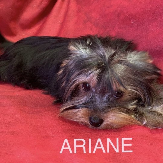chiot Yorkshire terrier ARIANE yorkshire Domaine de la Chantelaie  