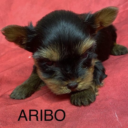 chiot Yorkshire terrier ARIBO york. Domaine de la Chantelaie  