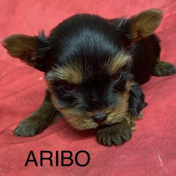 ARIBO york.à réserver Mâle Yorkshire terrier