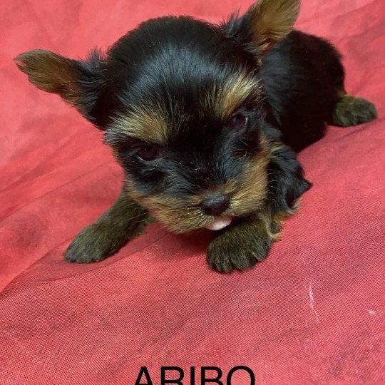 chiot Yorkshire terrier ARIBO york. Domaine de la Chantelaie  