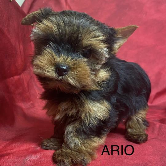 chiot Yorkshire terrier ARIO york mini à réserver Domaine de la Chantelaie  