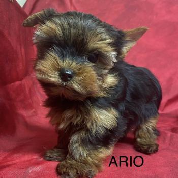 ARIO york mini à réserver Mâle Yorkshire terrier