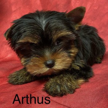 ARTHUS york Mâle Yorkshire terrier