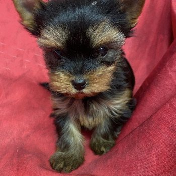 ARYA york Femelle Yorkshire terrier
