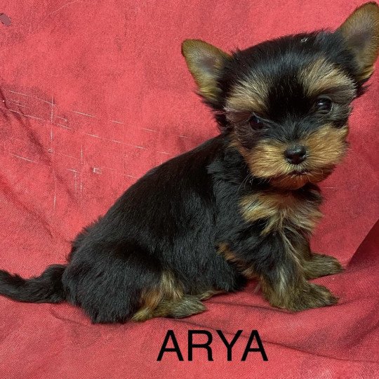 chiot Yorkshire terrier ARYA york Domaine de la Chantelaie  