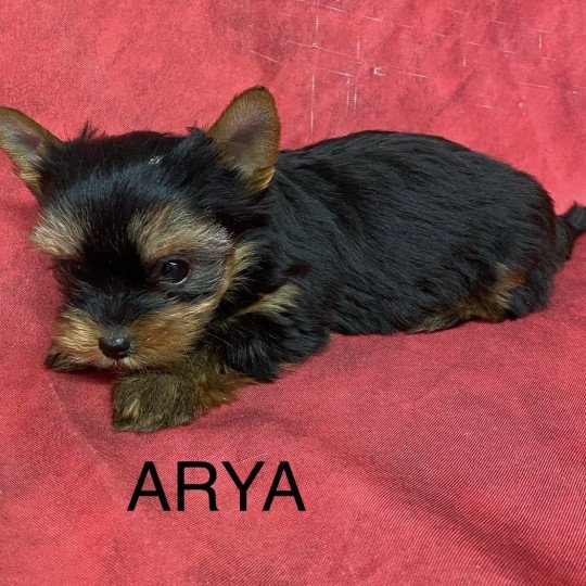 chiot Yorkshire terrier ARYA york Domaine de la Chantelaie  